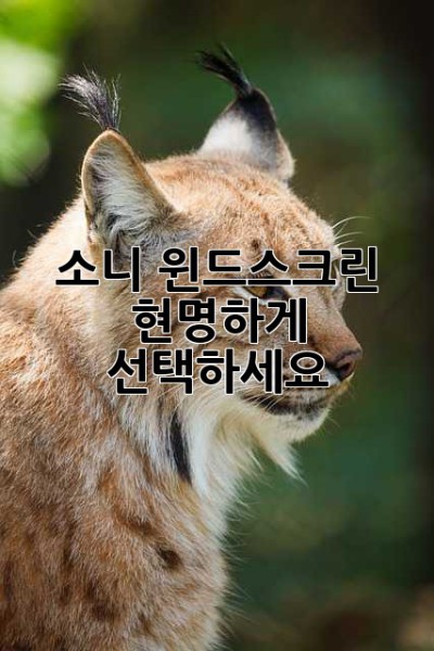 소니 윈드스크린, 현명하게 선택하세요!